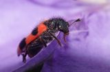 Barciel pszczołowiec Trichodes apiarius)