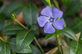 Barwinek pospolity, Vinca minor