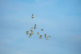 Bataliony, Calidris pugnax