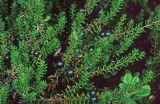 Bażyna Czarna Empetrum nigrum ssp. nigrum