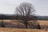 Beniowa, lipa, Worek Bieszczadzki, Bieszczady