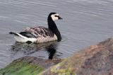 bernikla białolica, Branta leucopsis