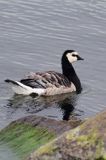 bernikla białolica, Branta leucopsis