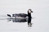 bernikla białolica, Branta leucopsis