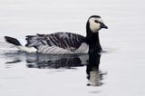 bernikla białolica, Branta leucopsis