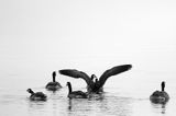 Bernikla kanadyjska, Branta canadensis