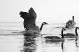 Bernikla kanadyjska, Branta canadensis