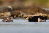 bernikla białolica, Branta leucopsis, z pisklętami