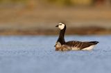 bernikla białolica, Branta leucopsis