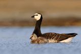 bernikla białolica, Branta leucopsis, z pisklętami