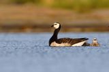 bernikla białolica, Branta leucopsis, z pisklętami