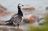 bernikla białolica, Branta leucopsis