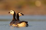 bernikla białolica, Branta leucopsis, para