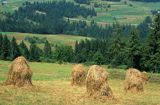 Beskid Śląski snopki, kopki siana