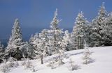 ośnieżone drzewa, Beskid Śląski