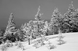 ośnieżone drzewa, Beskid Śląski