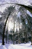 zimowy las pod słońce, Beskid Śląski
