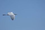 Czapla biała, Casmerodius albus, Ardea alba, Egretta alba