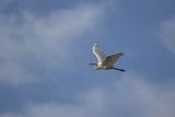 Czapla biała, Casmerodius albus, Ardea alba, Egretta alba