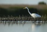 Czapla biała, Casmerodius albus, Ardea alba, Egretta alba