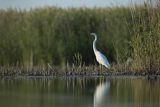 Czapla biała, Casmerodius albus, Ardea alba, Egretta alba