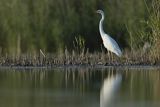 Czapla biała, Casmerodius albus, Ardea alba, Egretta alba