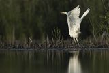 Czapla biała, Casmerodius albus, Ardea alba, Egretta alba