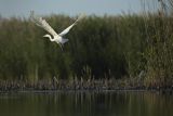 Czapla biała, Casmerodius albus, Ardea alba, Egretta alba