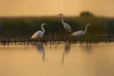 Czapla biała, Casmerodius albus, Ardea alba, Egretta alba