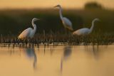 Czapla biała, Casmerodius albus, Ardea alba, Egretta alba