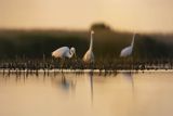 Czapla biała, Casmerodius albus, Ardea alba, Egretta alba