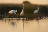 Czapla biała, Casmerodius albus, Ardea alba, Egretta alba