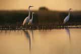 Czapla biała, Casmerodius albus, Ardea alba, Egretta alba