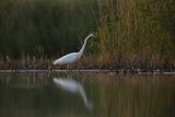 Czapla biała, Casmerodius albus, Ardea alba, Egretta alba