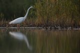 Czapla biała, Casmerodius albus, Ardea alba, Egretta alba