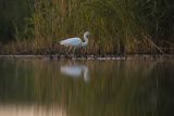 Czapla biała, Casmerodius albus, Ardea alba, Egretta alba