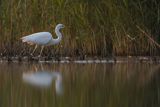 Czapla biała, Casmerodius albus, Ardea alba, Egretta alba