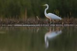 Czapla biała, Casmerodius albus, Ardea alba, Egretta alba