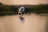 Czapla biała, Casmerodius albus, Ardea alba, Egretta alba