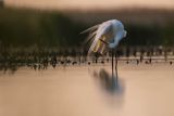 Czapla biała, Casmerodius albus, Ardea alba, Egretta alba