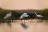 Czapla biała, Casmerodius albus, Ardea alba, Egretta alba