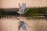 Czapla biała, Casmerodius albus, Ardea alba, Egretta alba