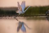 Czapla biała, Casmerodius albus, Ardea alba, Egretta alba