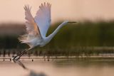 Czapla biała, Casmerodius albus, Ardea alba, Egretta alba