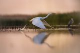 Czapla biała, Casmerodius albus, Ardea alba, Egretta alba