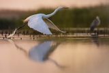 Czapla biała, Casmerodius albus, Ardea alba, Egretta alba