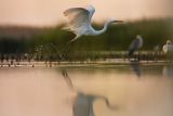 Czapla biała, Casmerodius albus, Ardea alba, Egretta alba