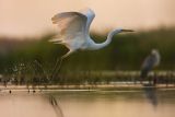 Czapla biała, Casmerodius albus, Ardea alba, Egretta alba