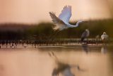 Czapla biała, Casmerodius albus, Ardea alba, Egretta alba