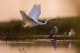 Czapla biała, Casmerodius albus, Ardea alba, Egretta alba